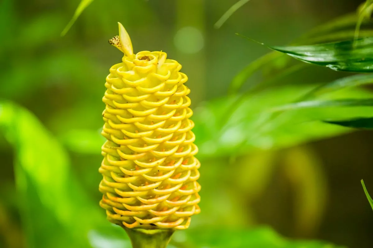 9 Beautiful Types Of Tall Flowers You May Not Have Seen