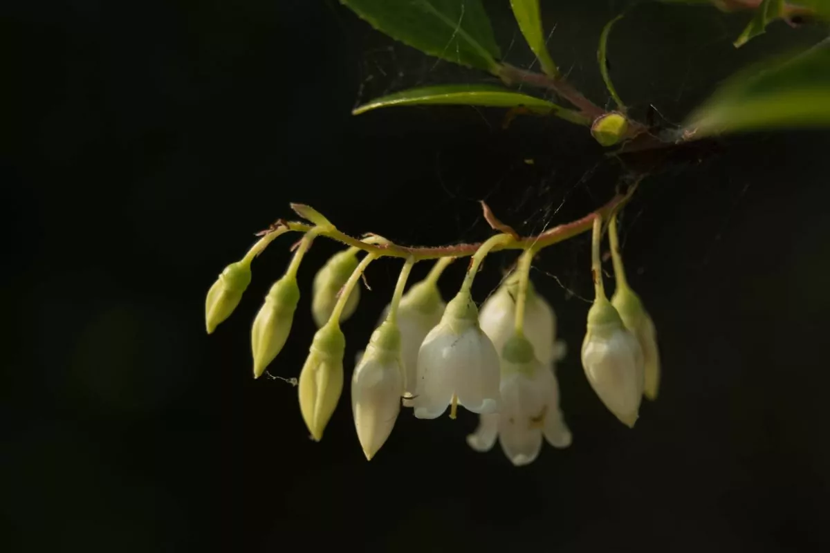 9 Interesting Flowers That Start With Z You May Not Know