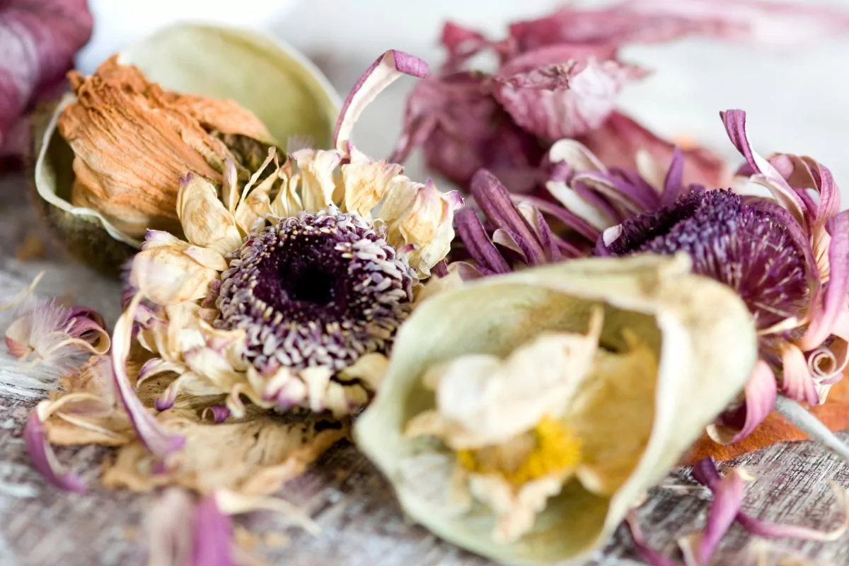 A Complete Guide On How To Dry Flowers With Silica Gel