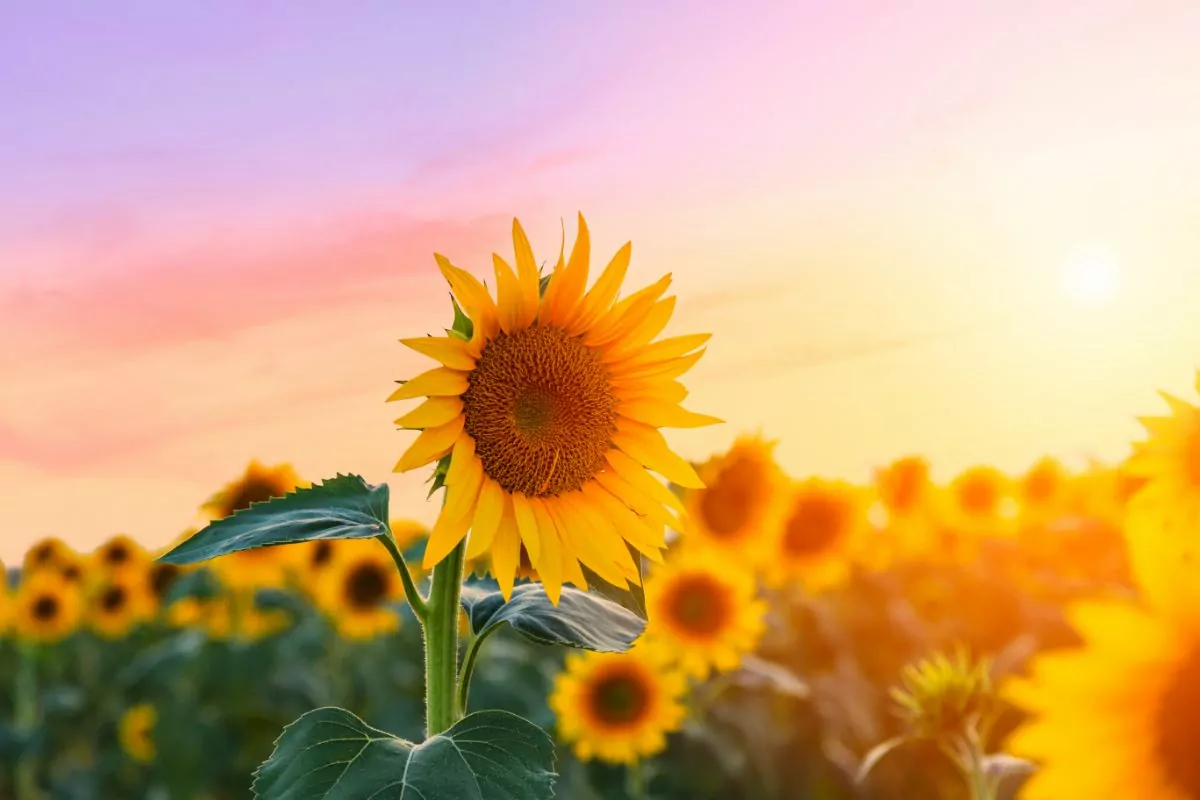 A Complete Guide On Identifying Sunflower Leaf Problems