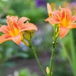 A Guide On How To Transplant Daylilies In The Garden