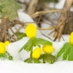 10 Amazing Flowers That Grow In Snow You Need In Your Life Right Now