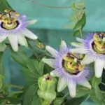 25 Beautiful Types Of Exotic Flowers You May Not Have Seen