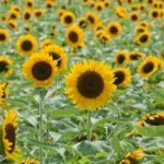 10 Beautiful Types Of Fall Flowers You May Not Have Seen 10 Beautiful Types Of Fall Flowers You May Not Have Seen