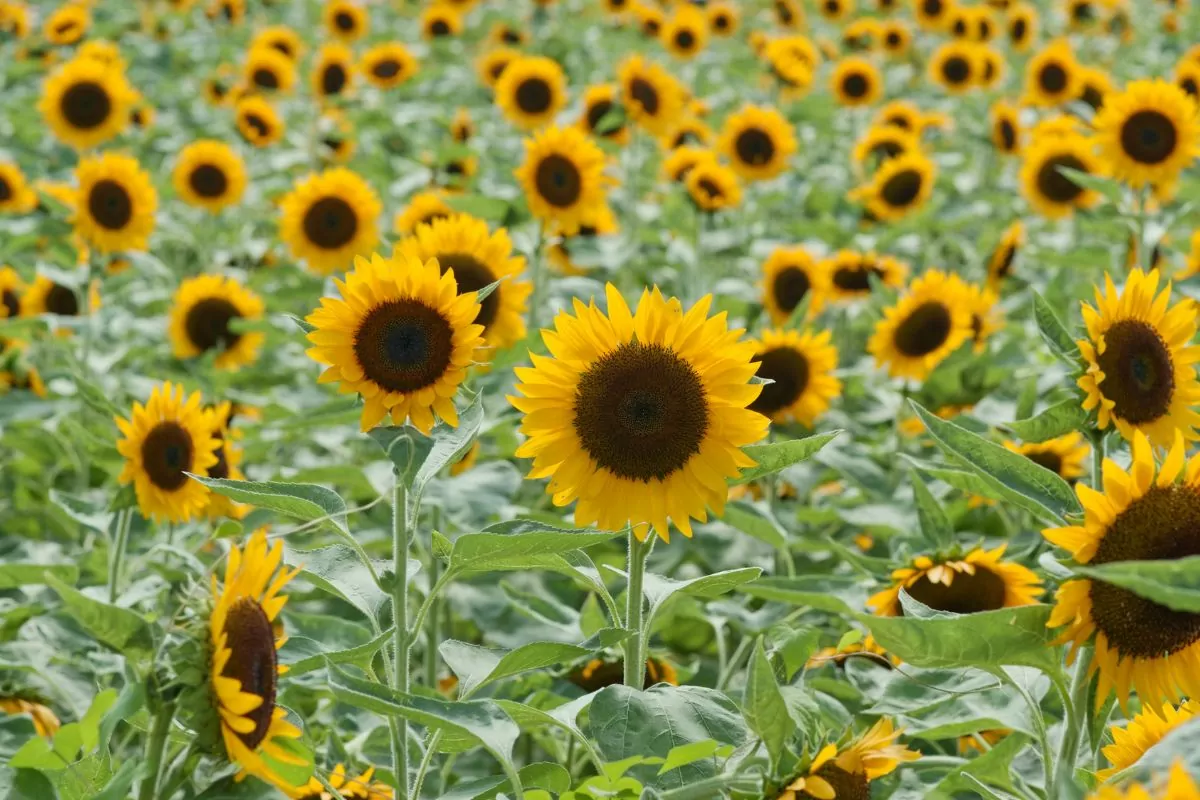 10 Beautiful Types Of Fall Flowers You May Not Have Seen