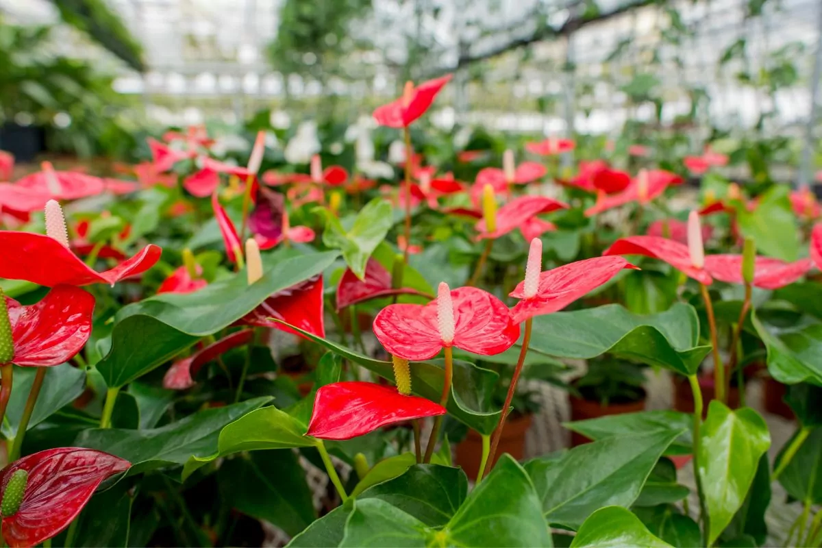 13 Beautiful Types Of Flowers In Hawaii You May Not Have Seen