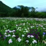 9 Beautiful Types Of Flowers In Japan You May Not Have Seen