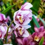 Beautiful Types Of Funeral Flowers You May Not Have Seen