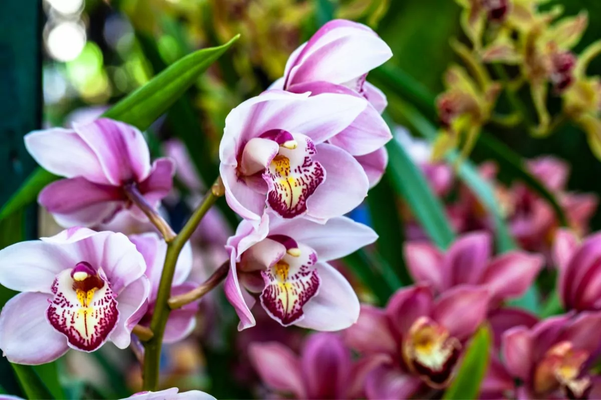 Beautiful Types Of Funeral Flowers You May Not Have Seen