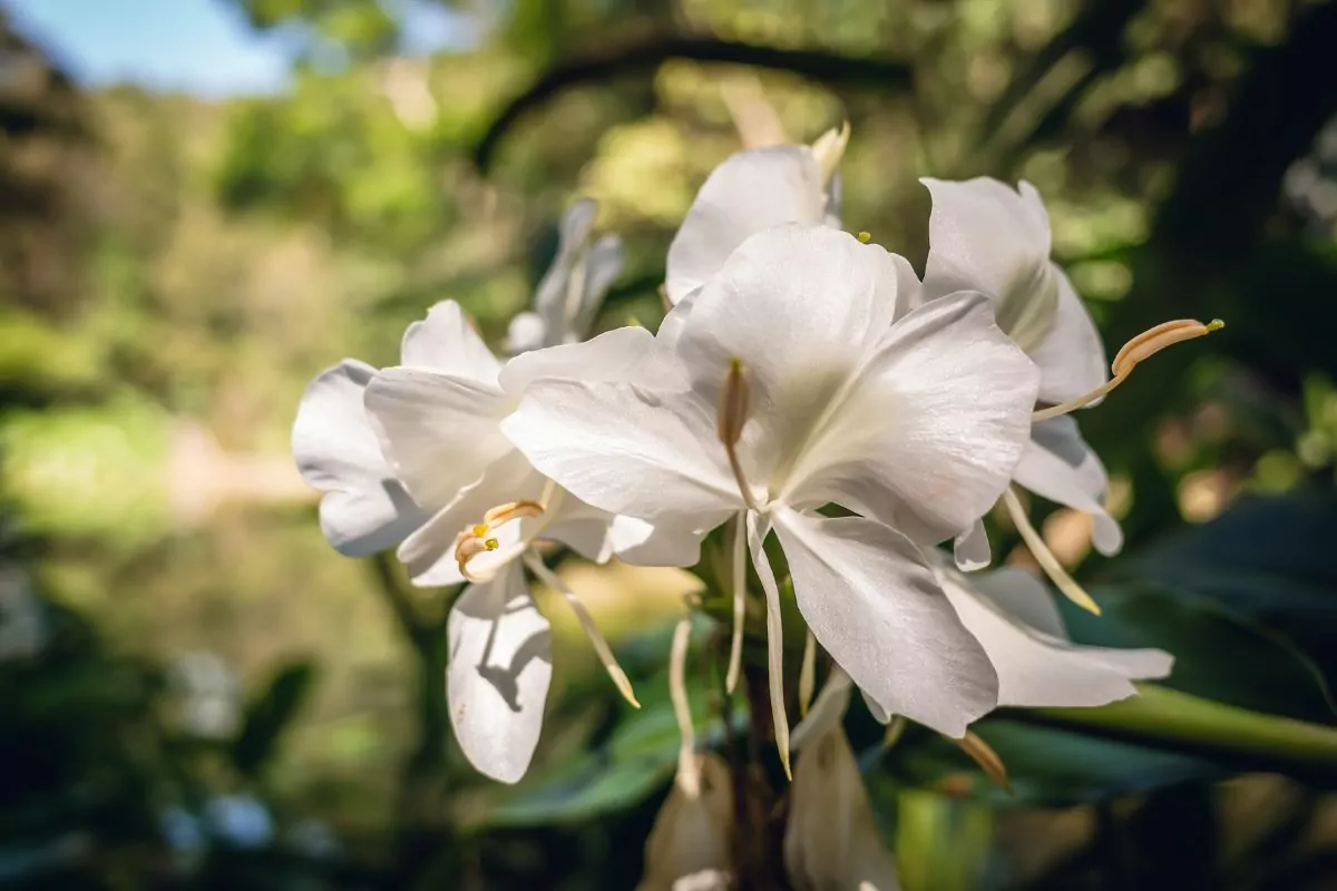 7 Beautiful Types Of Ginger Flowers You May Not Have Seen