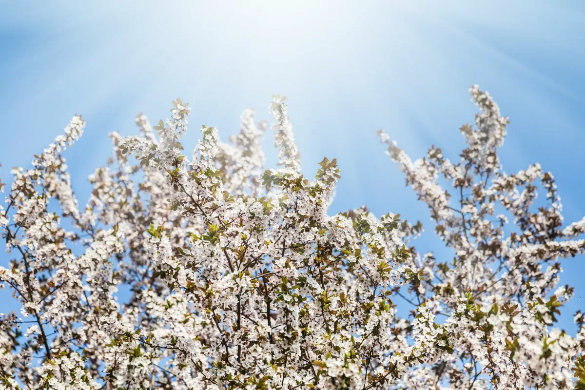 Beautiful Types Of Trees With White Flowers You May Not Have Seen