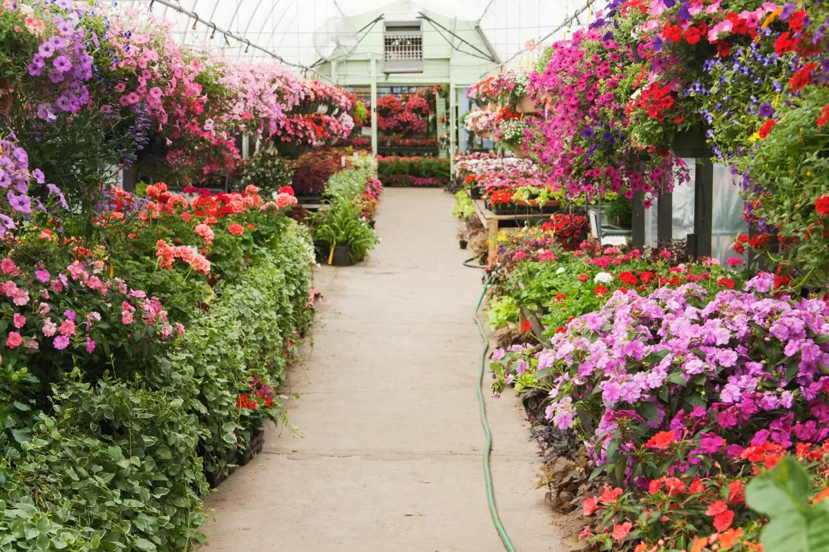 Best Annual Flowers