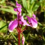 15 Best Rocky Mountain Wildflowers To Spot On Your Next Adventure