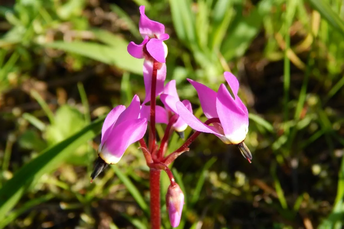 15 Best Rocky Mountain Wildflowers To Spot On Your Next Adventure