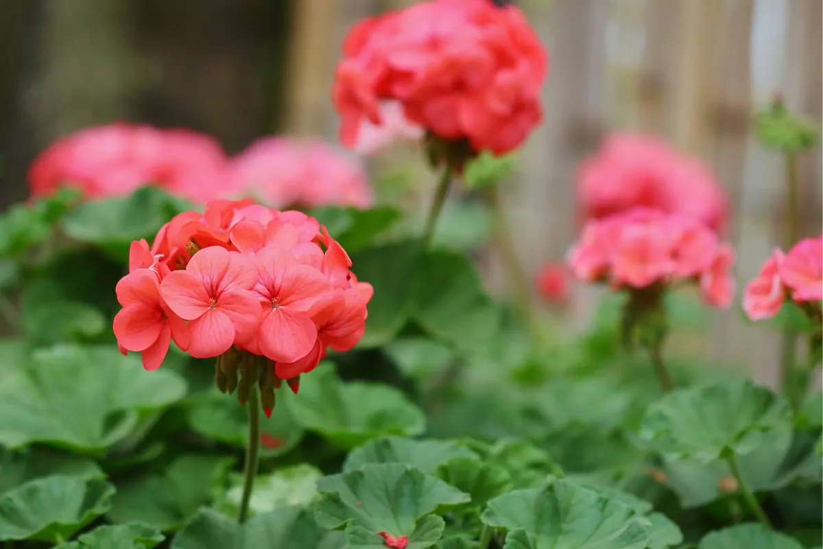 Best Sunflower Companion Plants - Geraniums