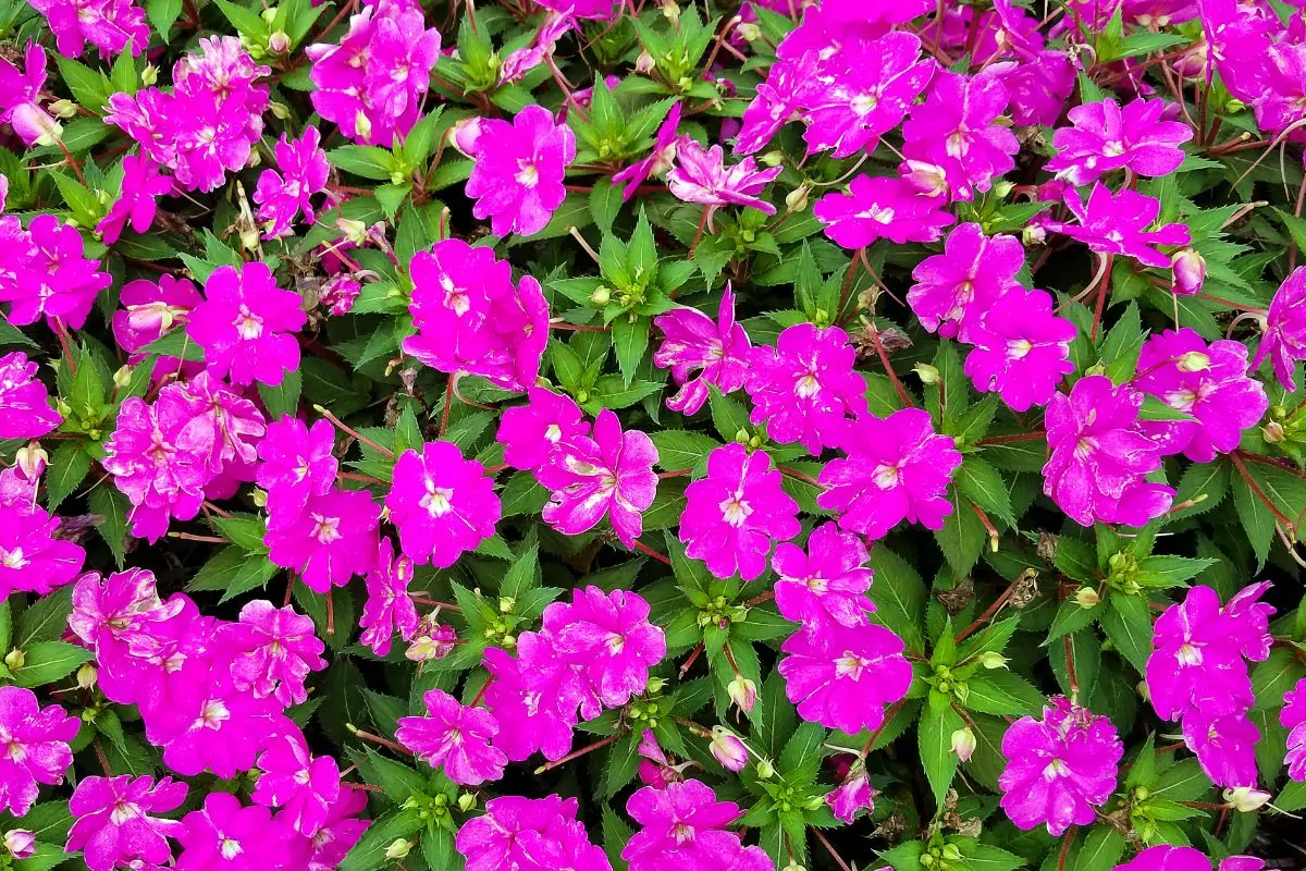 Best Sunflower Companion Plants - Impatiens