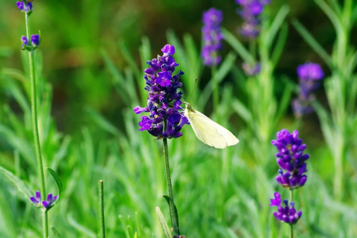 Best Sunflower Companion Plants - Lavender
