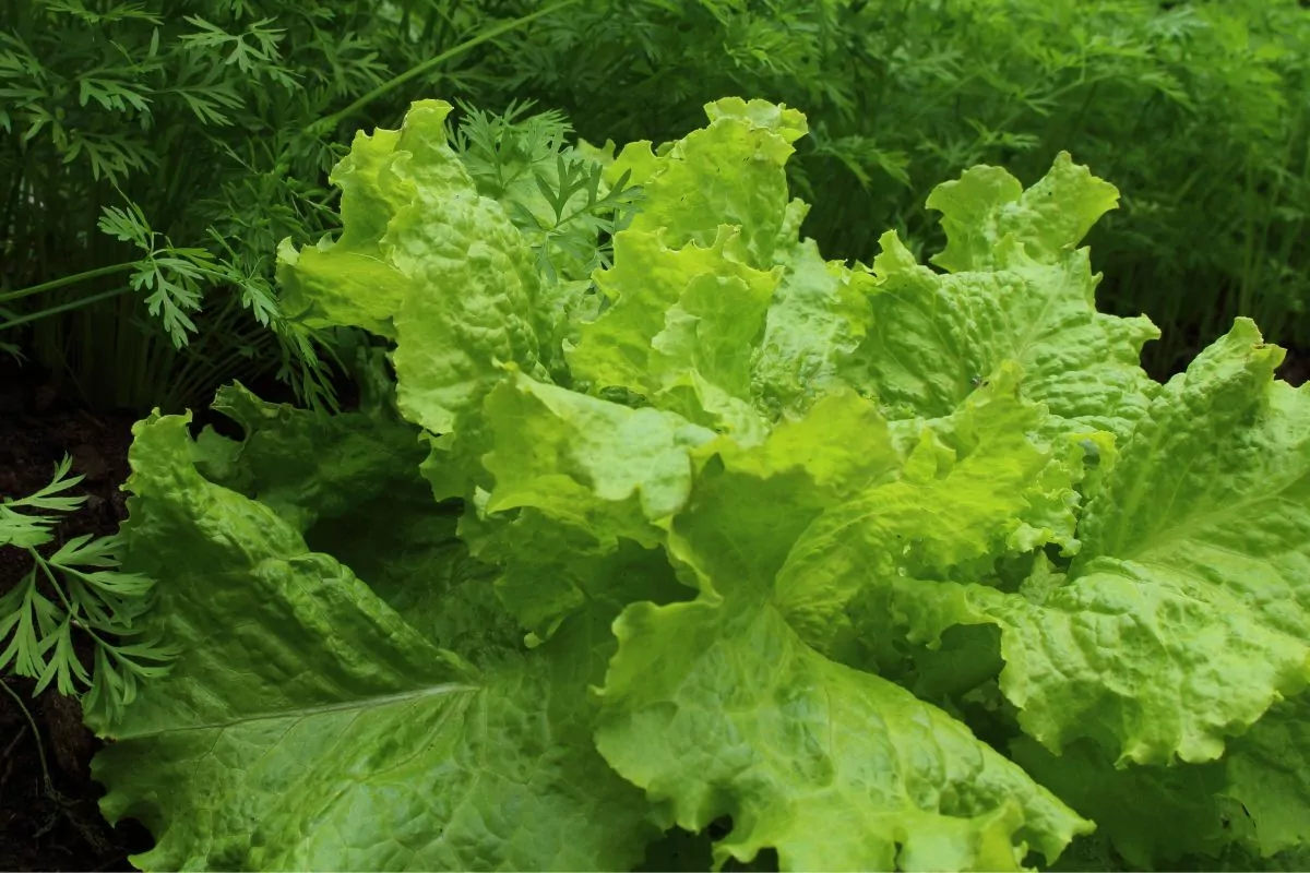 Best Sunflower Companion Plants - Lettuce