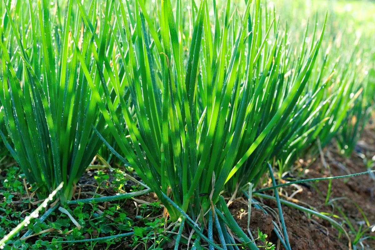 Best Sunflower Companion Plants - Spring Onions