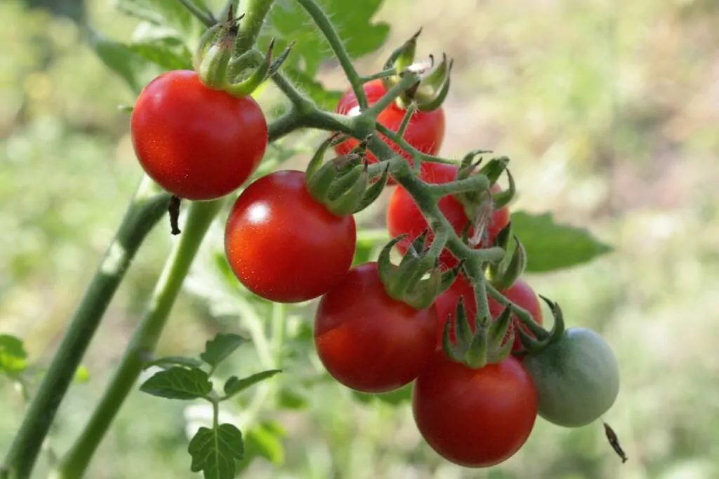 Best Sunflower Companion Plants - Tomatoes