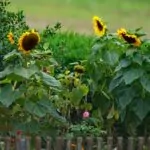 Best Sunflower Companion Plants With Tips