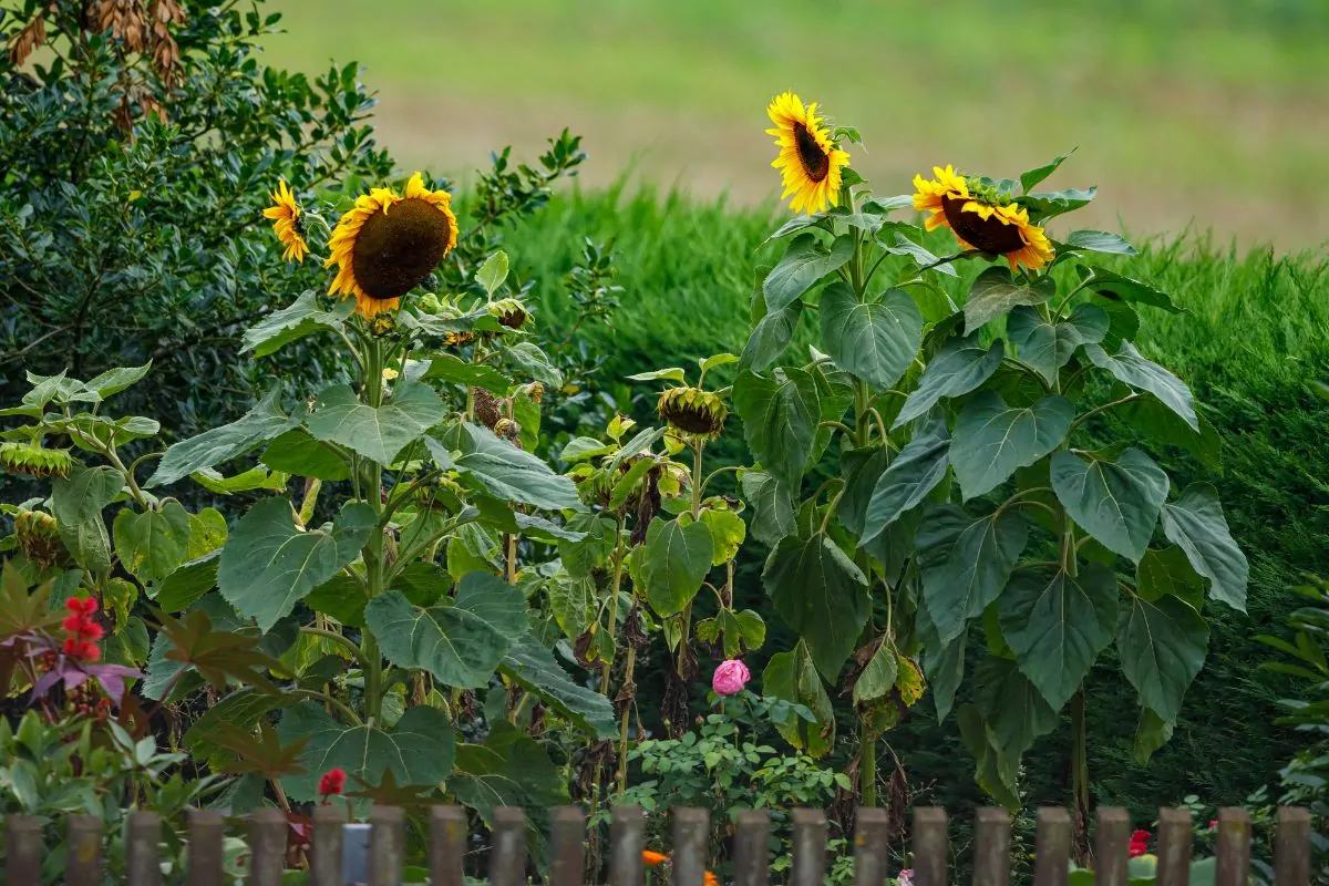Best Sunflower Companion Plants With Tips