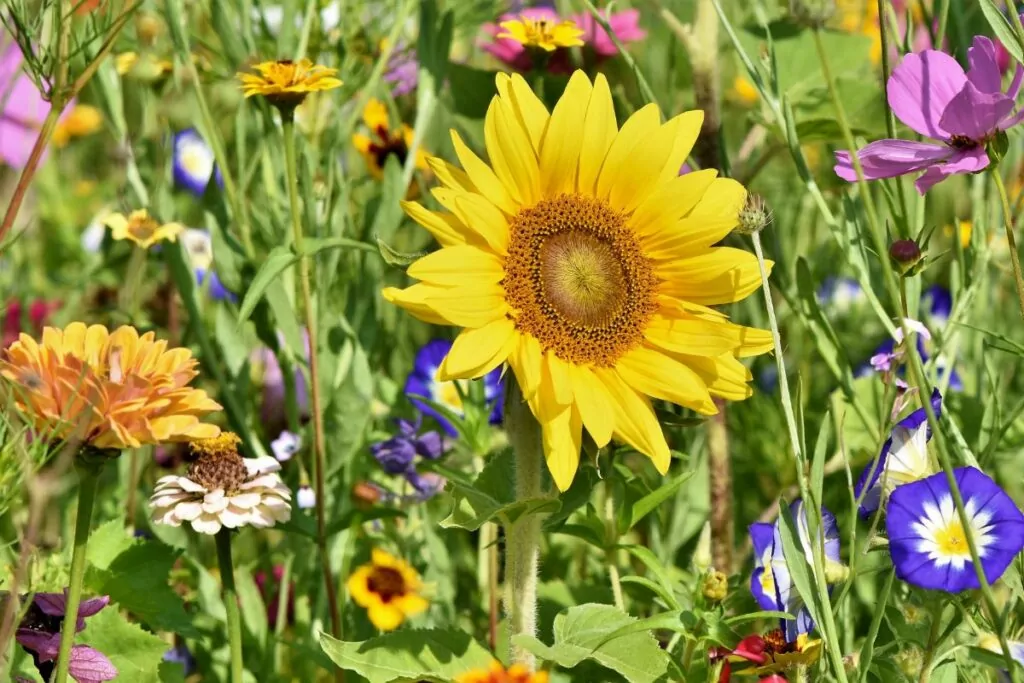 Best Sunflower Companion Plants