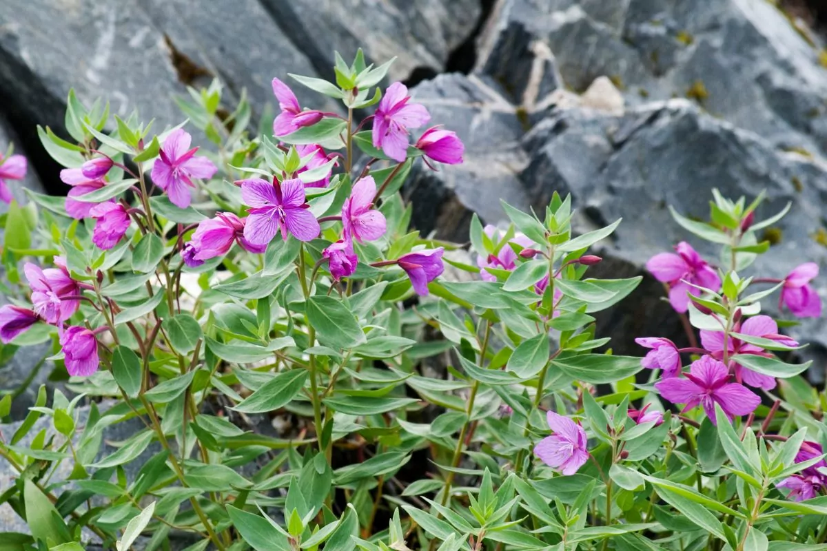 15 Best Wildflowers In Toronto To Spot On Your Next Adventure