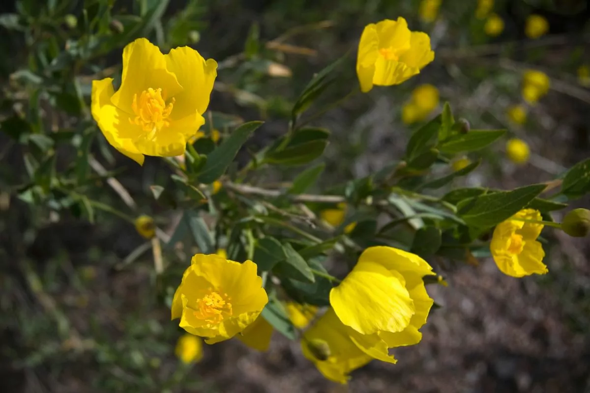 11 Best Yellow California Wildflowers To Spot On Your Next Adventure