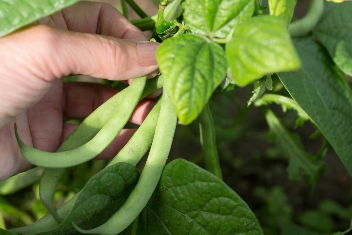 Companion Vegetables And Salads - Beans