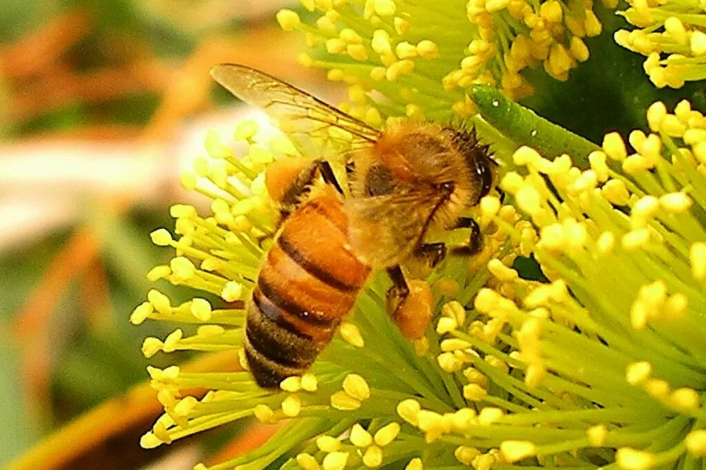 Companion Vegetables And Salads - Bee And Pollinator Deterrents
