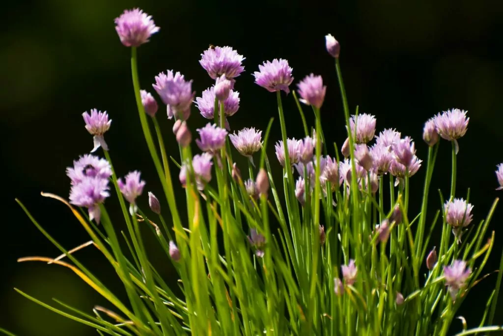 Companion Vegetables And Salads - Chives