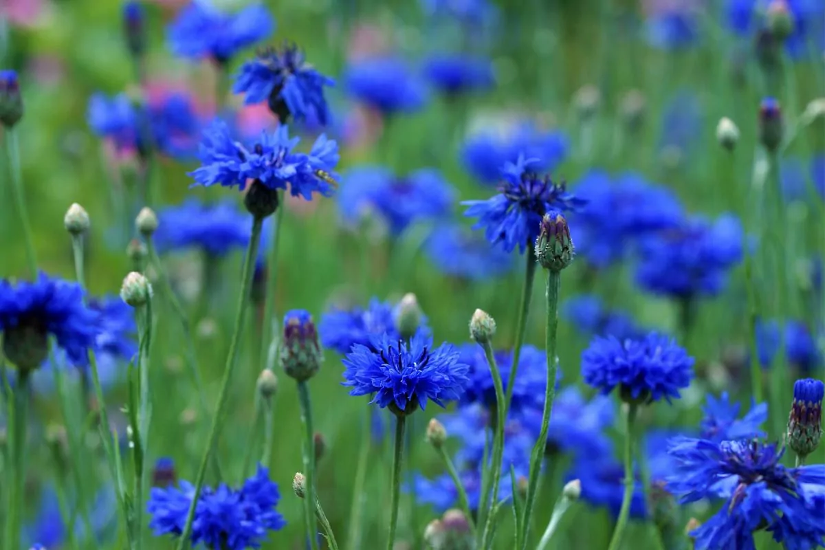 Companion Vegetables And Salads - Cornflowers