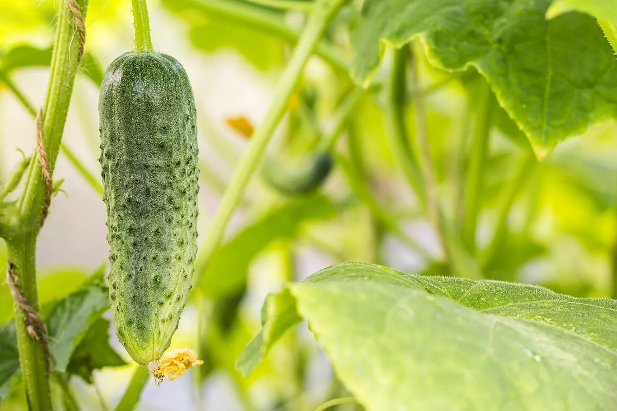 Companion Vegetables And Salads - Cucumbers