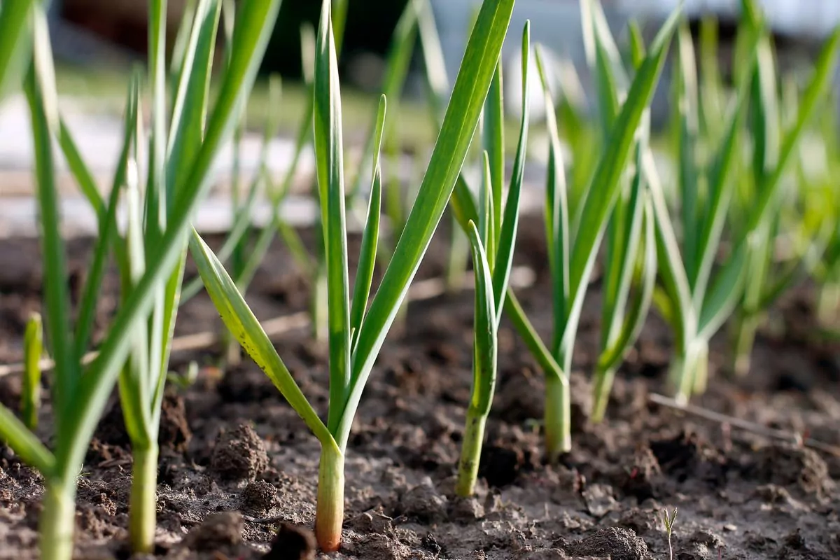 Companion Vegetables And Salads - Garlic