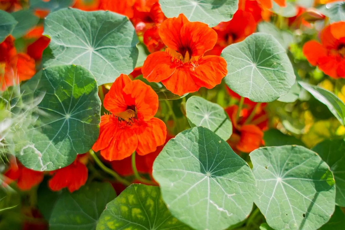 Companion Vegetables And Salads - Nasturtiums