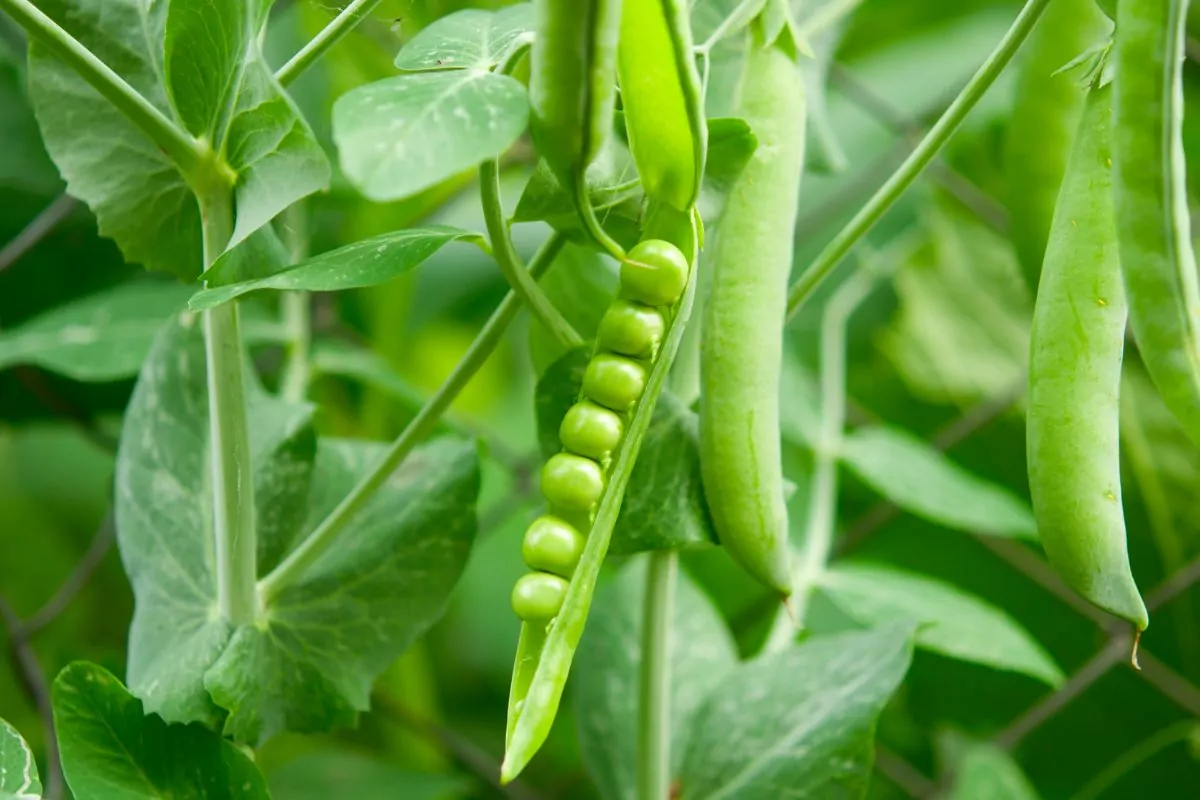 Companion Vegetables And Salads - Peas