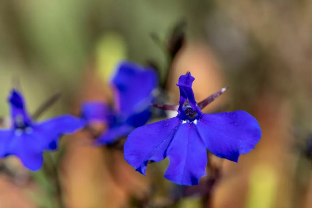 Companion Vegetables And Salads - Perennial Lobelia