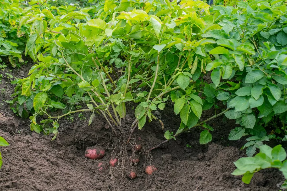 Companion Vegetables And Salads - Potatoes