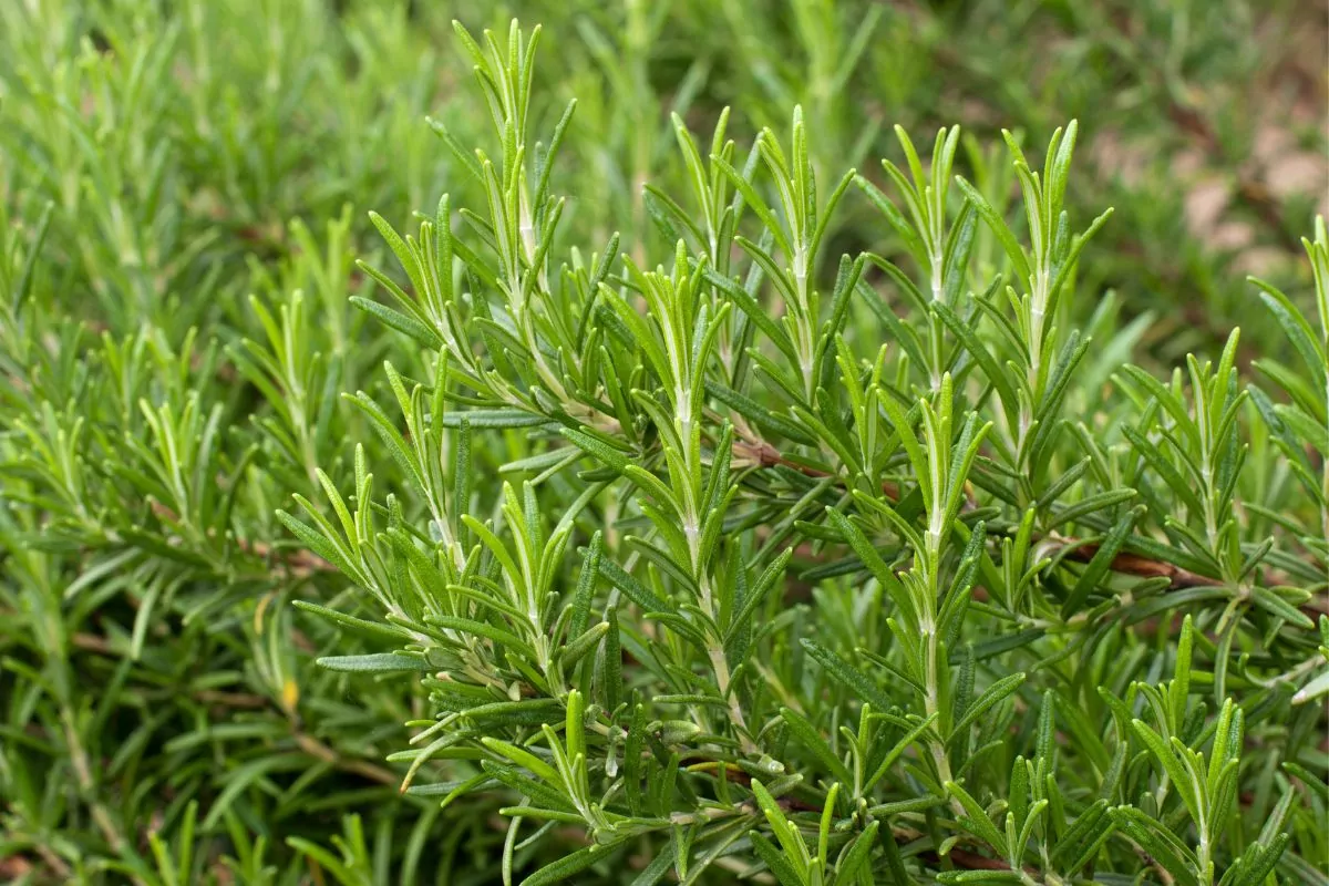 Companion Vegetables And Salads - Rosemary