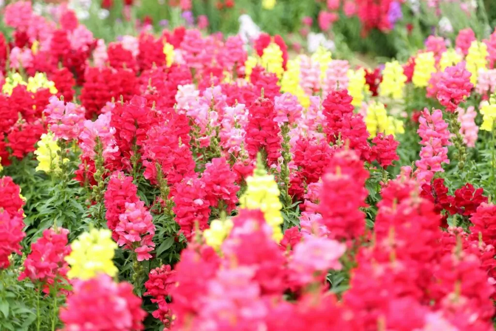Companion Vegetables And Salads - Snapdragon
