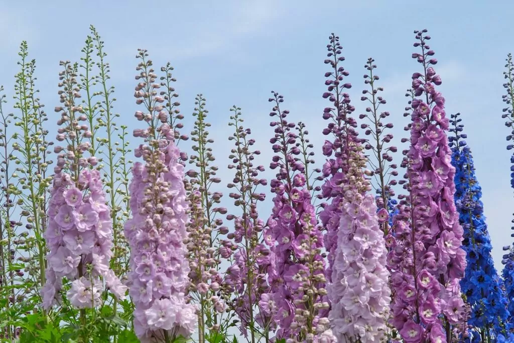 Companion Vegetables And Salads - Stocks And Delphiniums