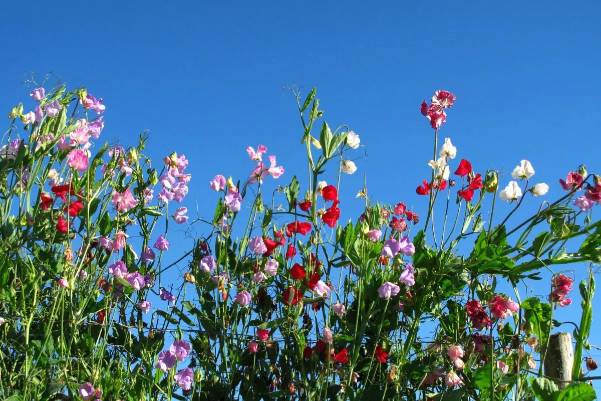 Companion Vegetables And Salads - Sweet Peas