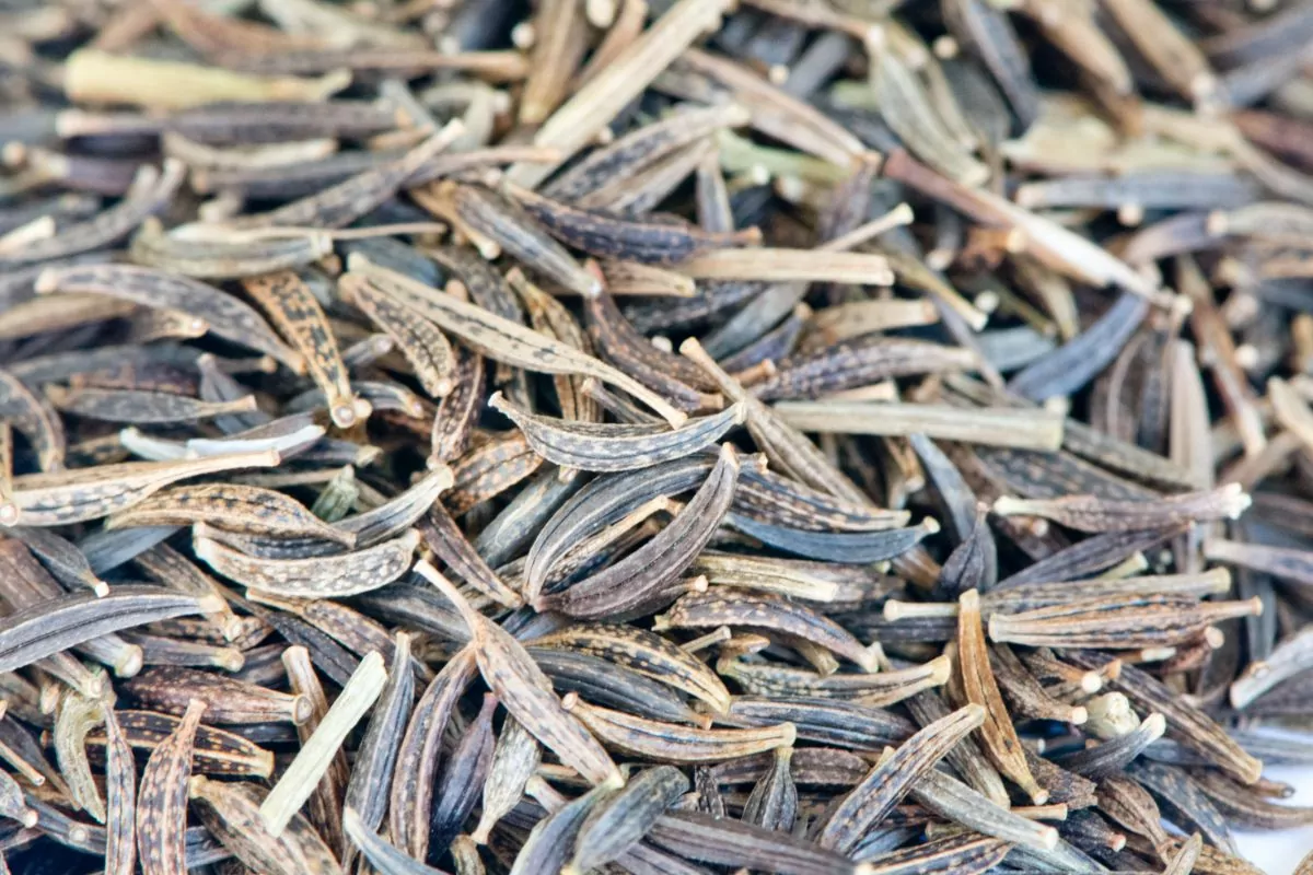 Cosmos Seeds - Growing Cosmos From Seed To Flower