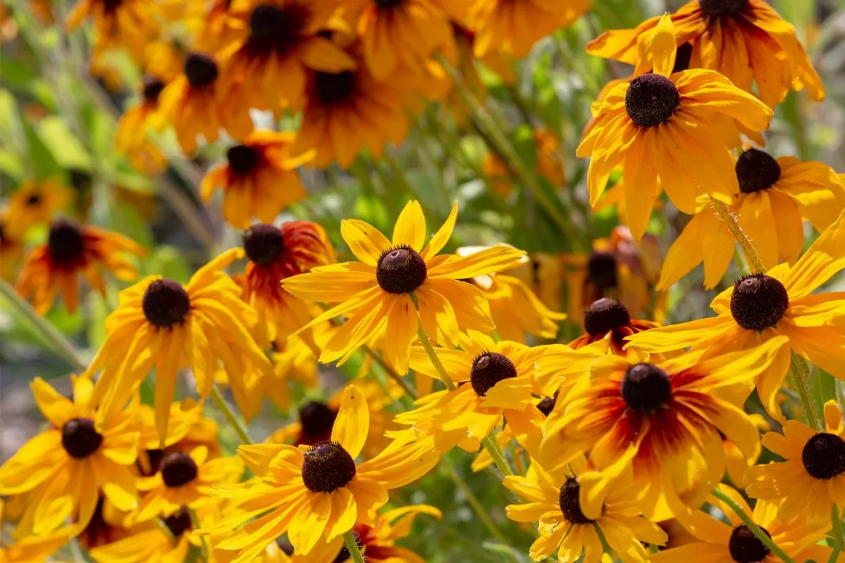 Deer Resistant Perennial Flowers