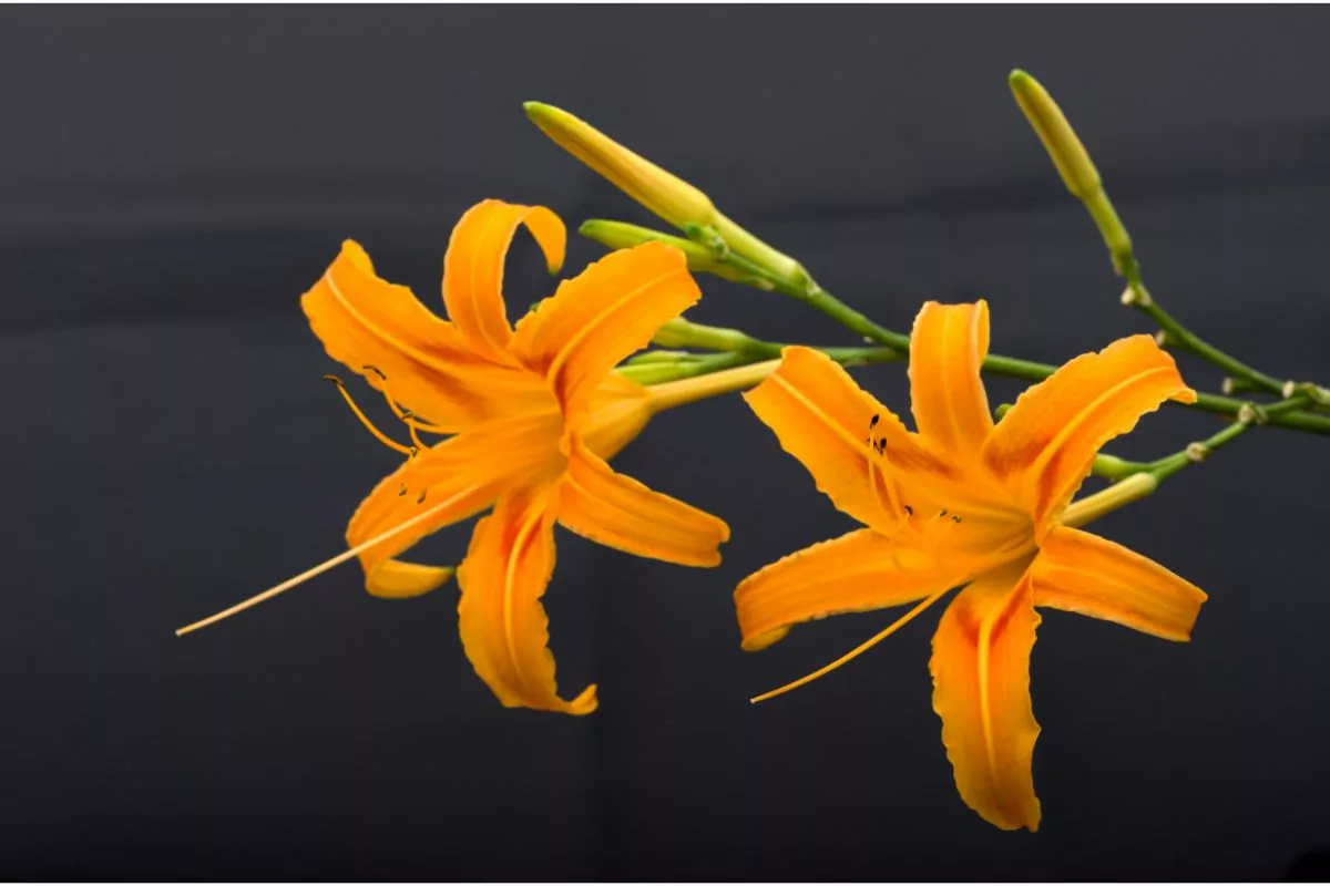Find Out How To Grow Daylilies From Seed To Bloom Here!