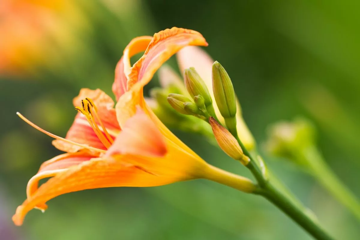 Find Out How To Grow Daylilies From Seed To Bloom Here!