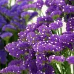 How To Grow Statice From Seed To Bloom: The Ultimate Guide Growing Statice From Seed To Bloom A Guide