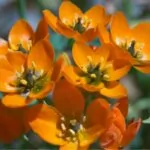 Guide To The Ornithogalum Dubium
