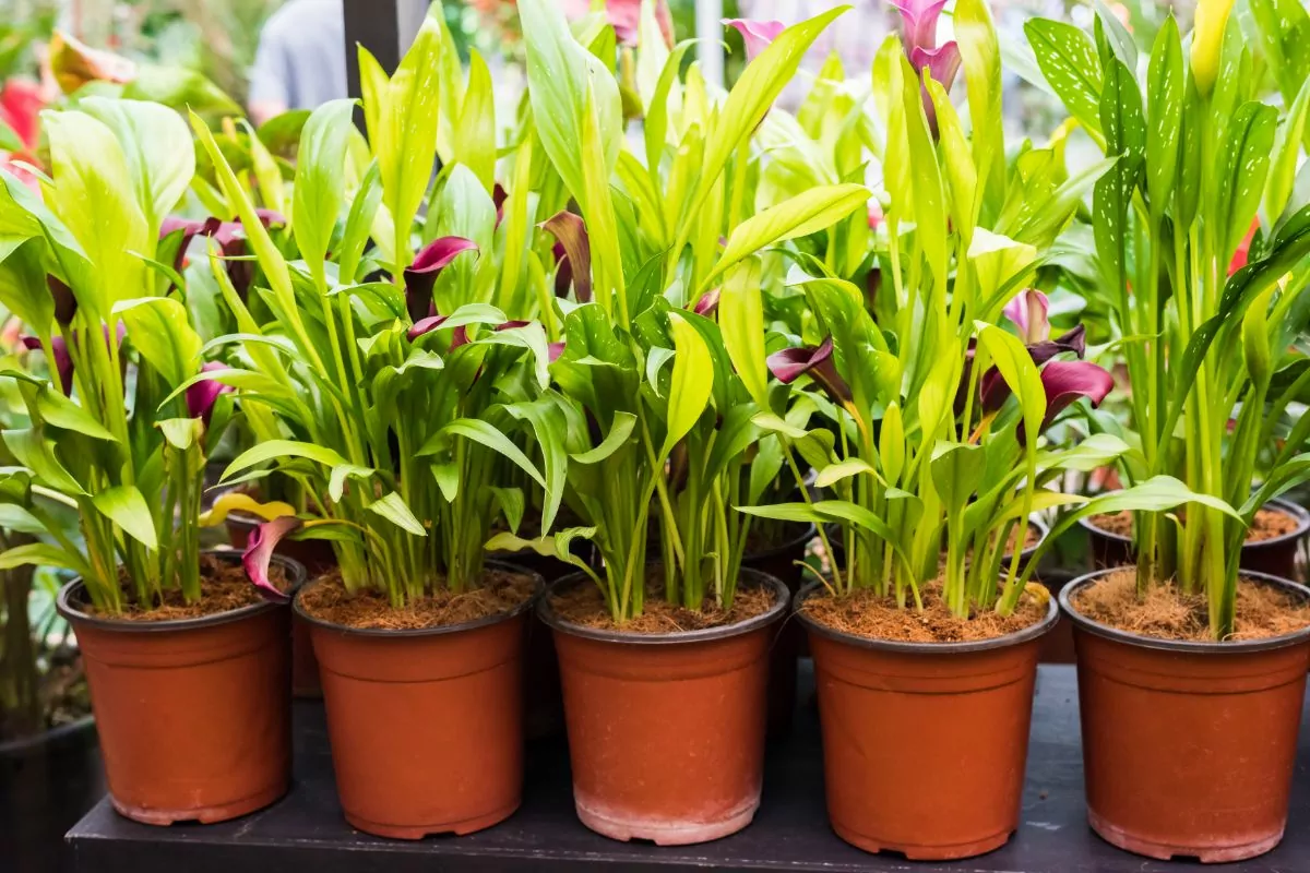 How Long Do Potted Calla Lilies Last? Flowers That Bloom In August